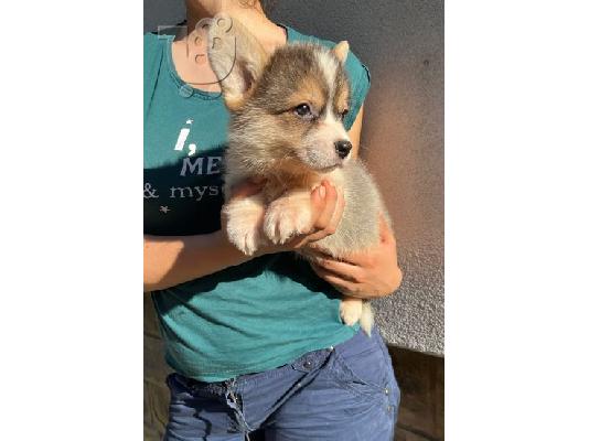 Ουαλικό Corgi Pembroke κουτάβια προς πώληση